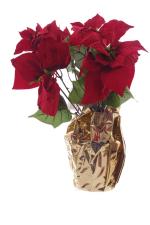  PoinsettiaRed.jpg